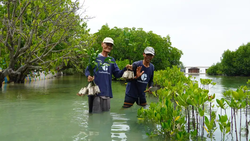 Mangrove Rehabilitation in Kepulauan Seribu